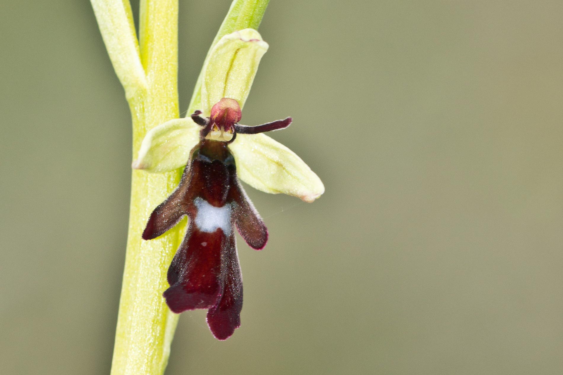 Ophrys insectifera L